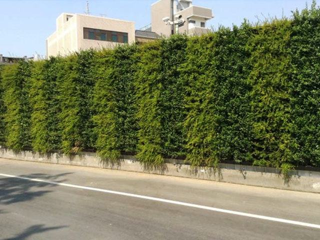 綠圍籬(植生牆)